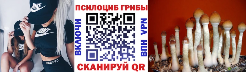 Купить  Выкса  Псилоцибиновые грибы Psilocybine cubensis 
